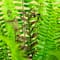 27in. UV Resistant Artificial Boston Fern Plant with Real Touch Leaves (Indoor/Outdoor)